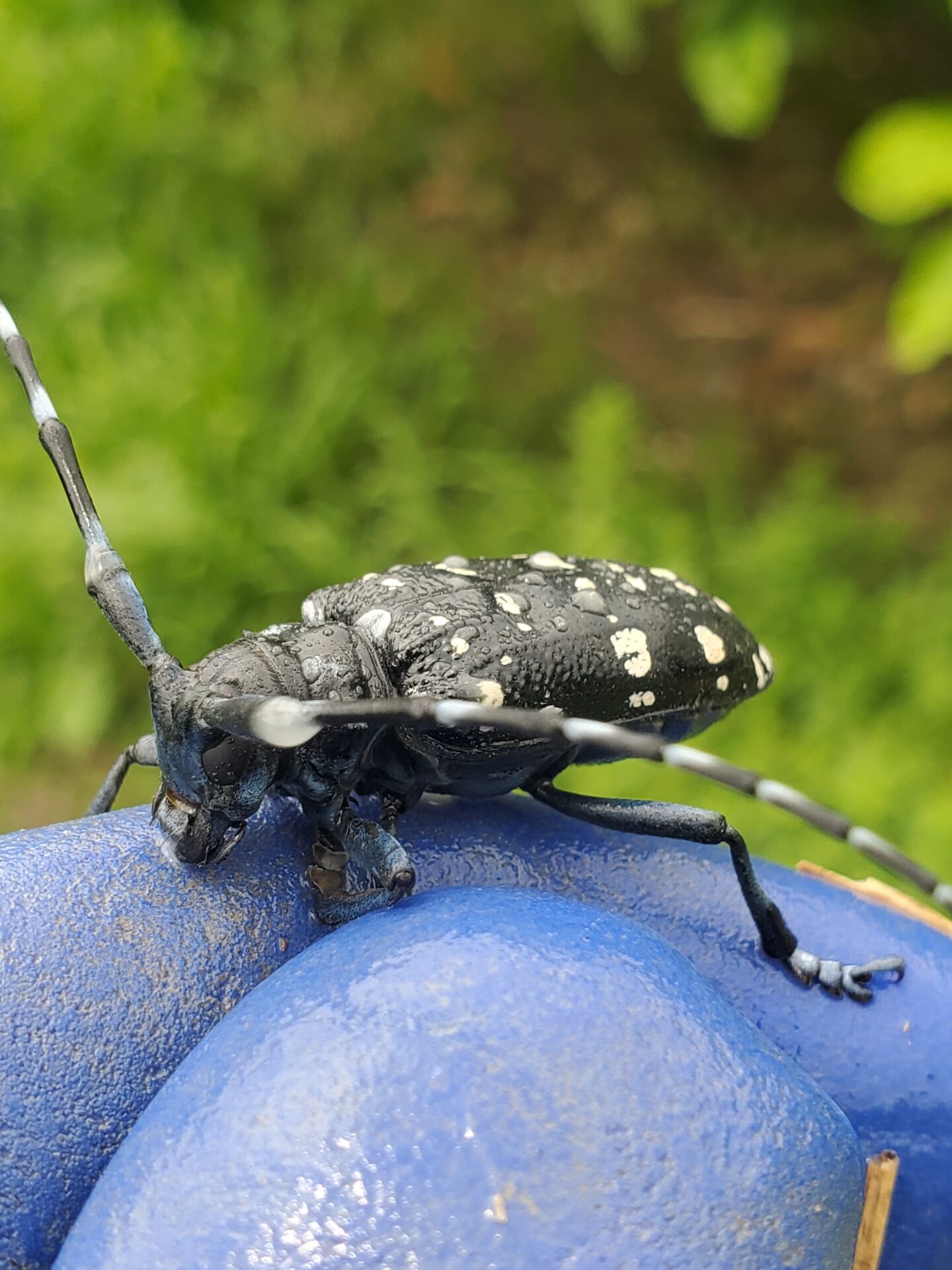 6月２日　防除とカマキリ虫　