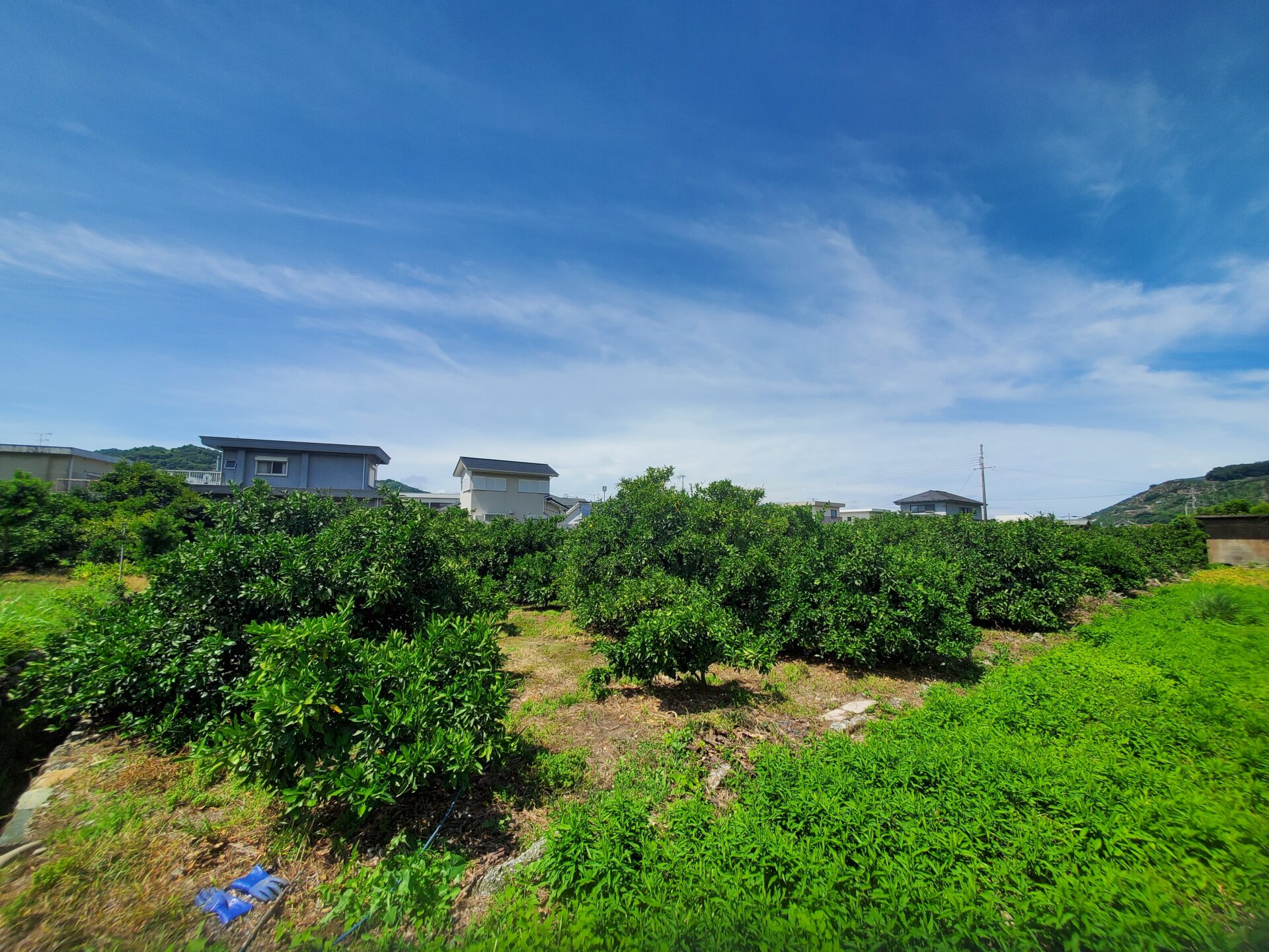 ６月２２日　梅雨明け？　防除