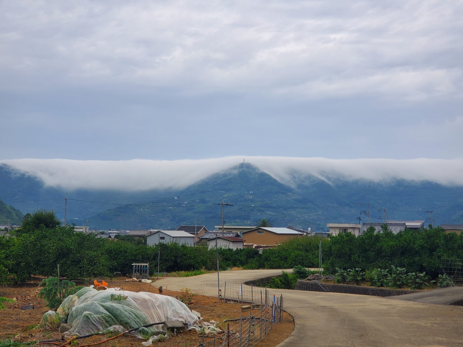 ６月２５日　どんより空　防除