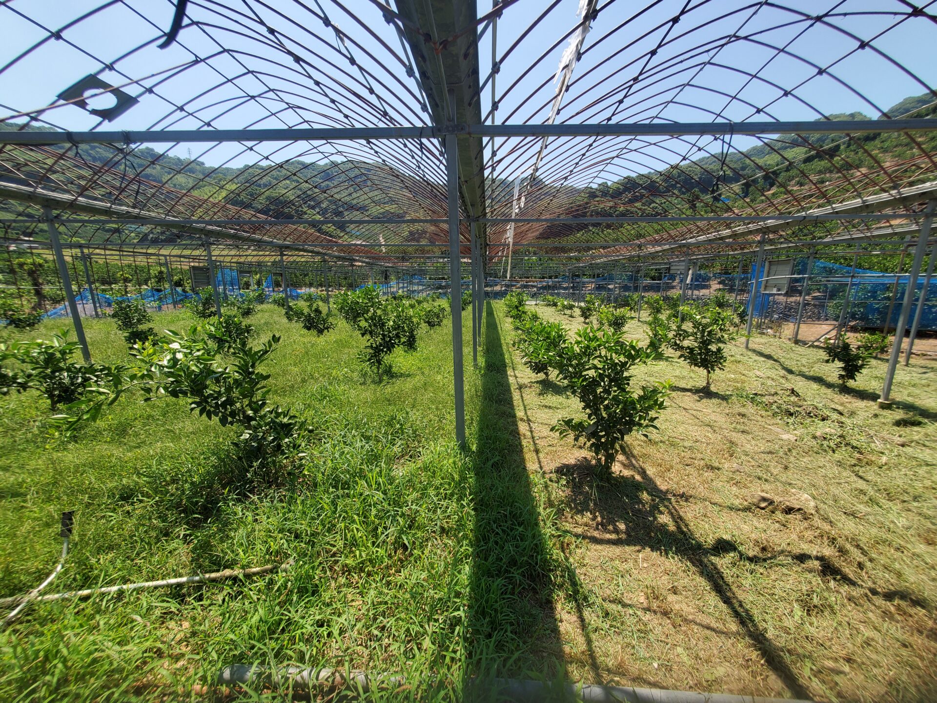 ７月２２日　１２３本はるっこみかん　開拓園地の除草作業